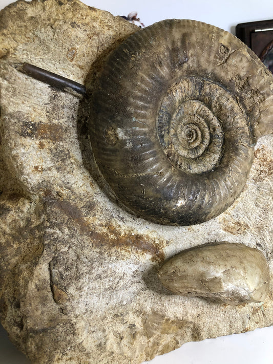 Large ammonite in limestone
